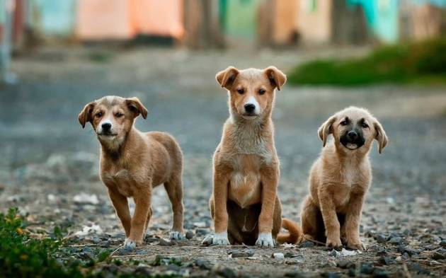 На чиновников читинской мэрии завели дело из-за бездомных собак