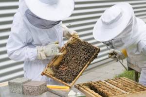 Власти Башкирии пообещали поддержку пчеловодам Ишимбайского района