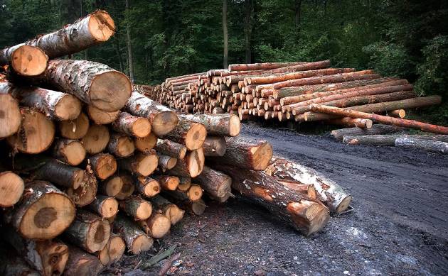 Незаконную вырубку деревьев остановили в Пригородном лесу под Тамбовом