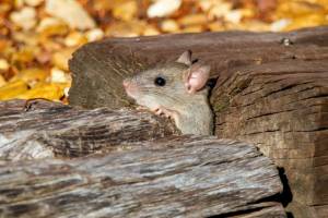 Жителя Уфы наказали за гибель почти 29 тысяч мышей