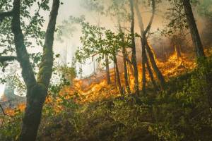 Высокий уровень пожарной опасности ожидается в 10 муниципалитетах Башкирии