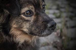 Жителя Иглинского района обвинили в жестоком убийстве собаки